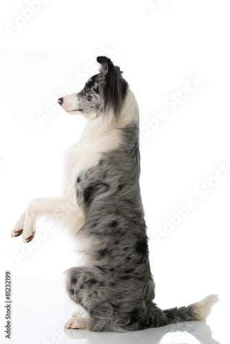 Border Collie photo