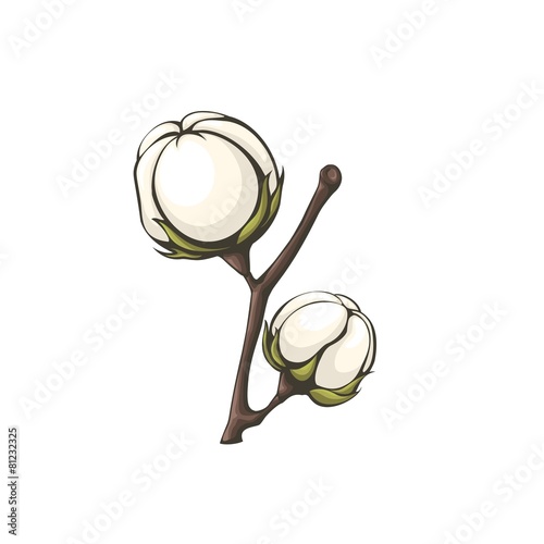 Cotton bolls vector. photo