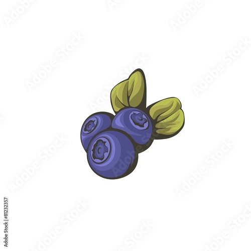 Vector illustration of the blueberries. photo