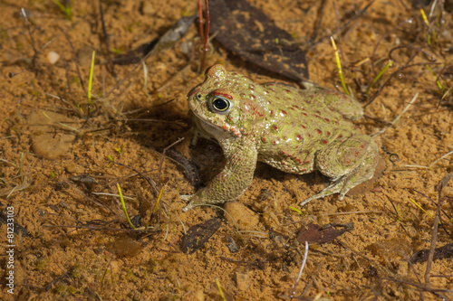 Natterjack Toad ( Epidalea calamita) in your pond photo