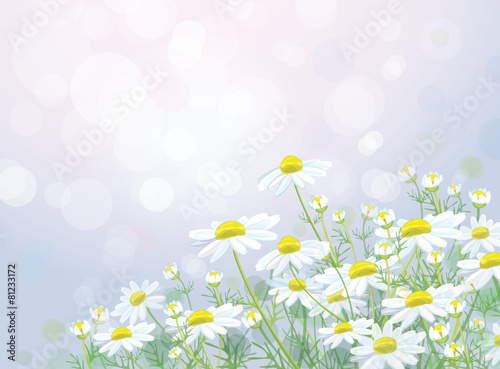 Fototapeta Naklejka Na Ścianę i Meble -  Vector  white chamomiles flowers on bokeh background.