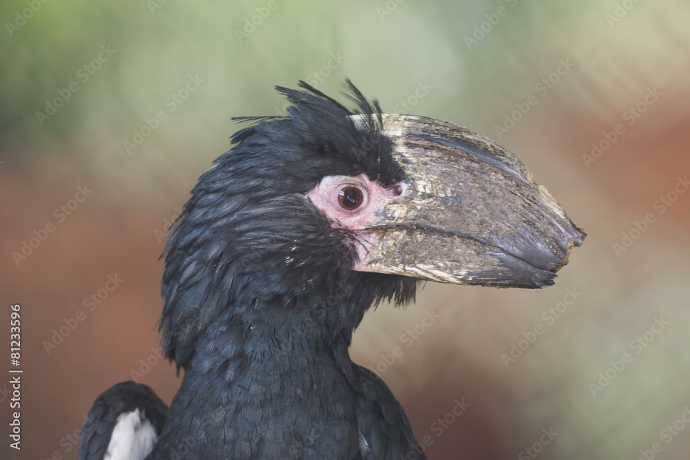 Fototapeta premium vulture