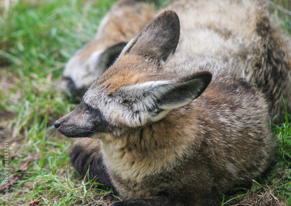 Fototapeta premium Bat Eared Fox