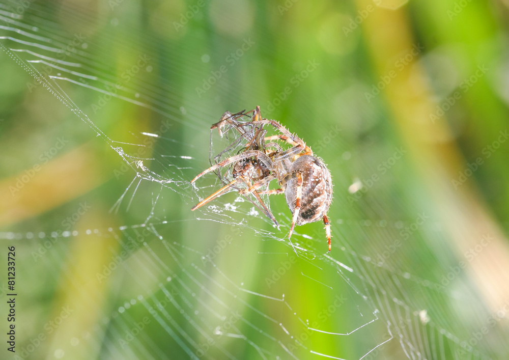 Entangled Entangled