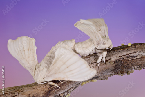 two butterfly of cocoon and eggs © Patricia Chumillas