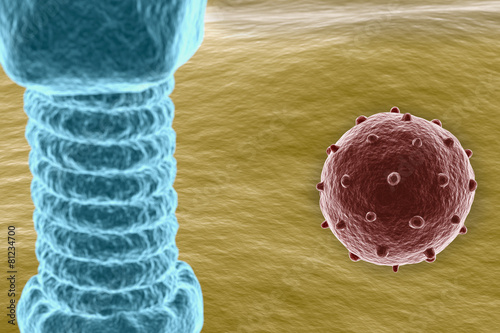 Virus on cell surface