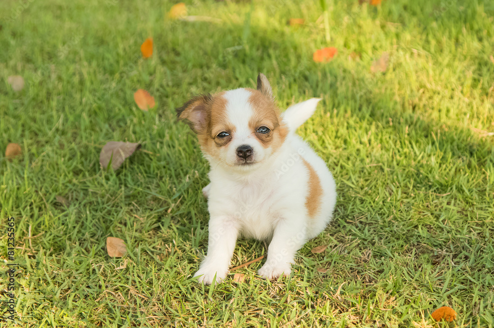 Portrait of chihuahua puppy
