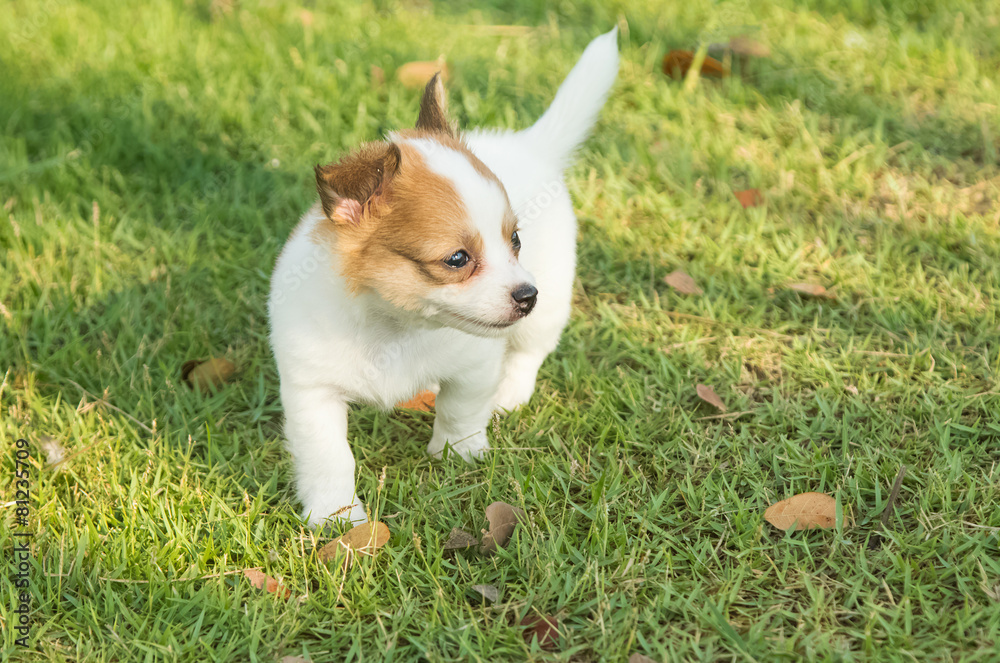 Portrait of chihuahua puppy in green nature Portrait of chihuahua puppy in green nature