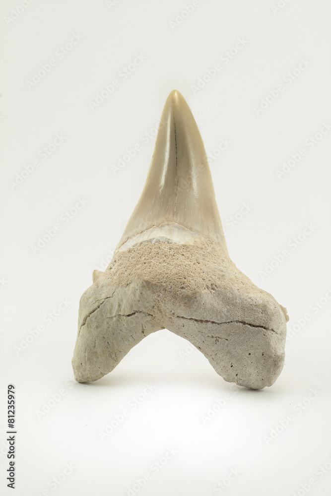 Fototapeta premium Fossil shark tooth isolated on a white background