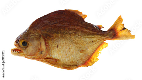 Piranha fish on white