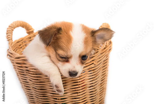 Portrait of chihuahua puppy in basket