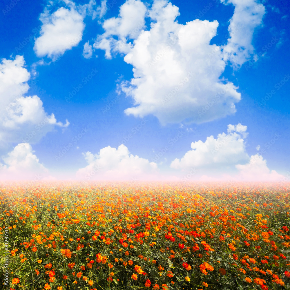 orange , yellow cosmos flower , many flower , beautiful orange , yellow cosmos flower , many flower , beautiful