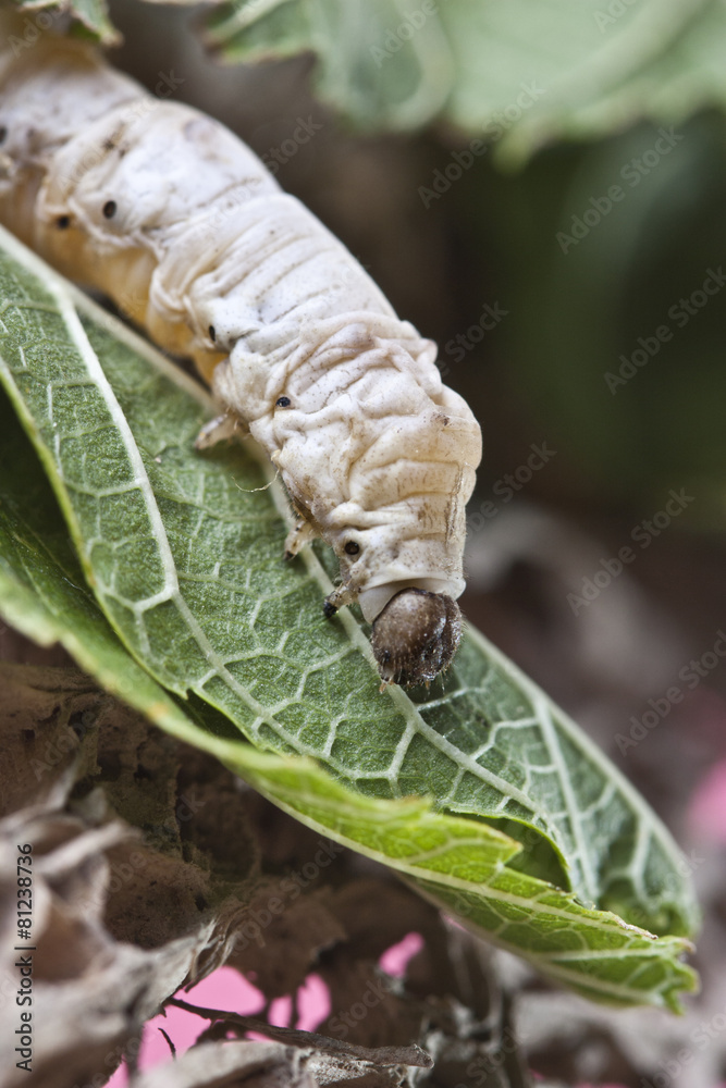 silkworm walking in the mulberry green leaf