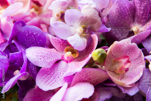 Fototapeta Naklejka Na Ścianę i Meble -  beautiful orchid flowers