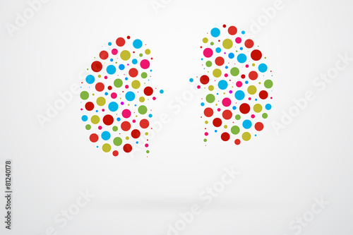Human Kidneys Abstract Vector