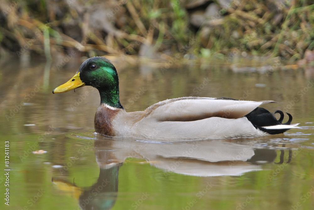 Obraz premium Stockente