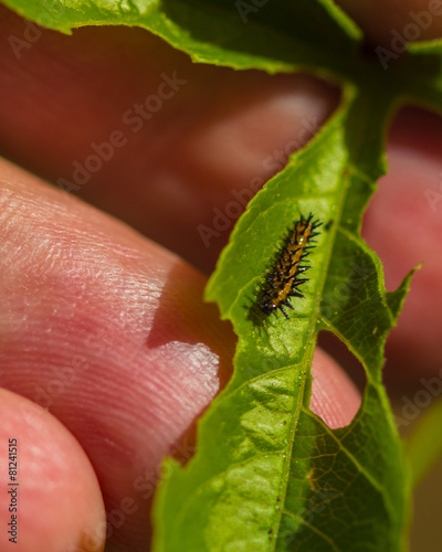 gulf fritillary caterpiller photo