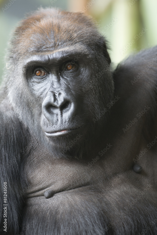 Close up portrait of gorilla ape