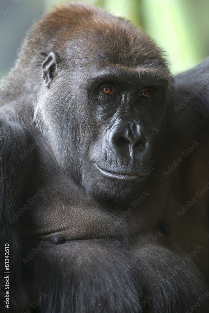 Close up portrait of gorilla ape