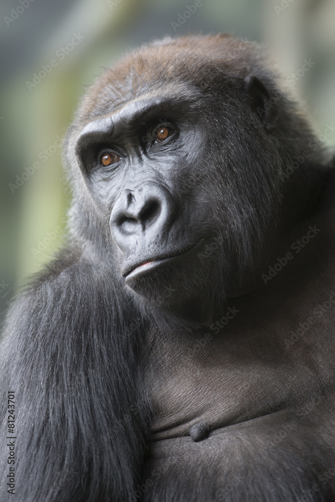 Naklejka premium Close up portrait of gorilla ape