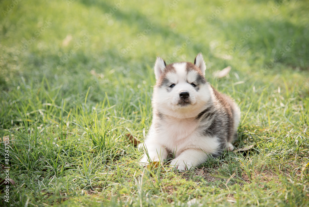 Cute little siberian husky puppy sitting