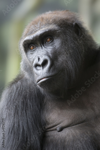 Close up portrait of gorilla ape © Pedro Bigeriego