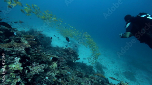 Wallpaper Mural divers diving through shoal of fish Torontodigital.ca
