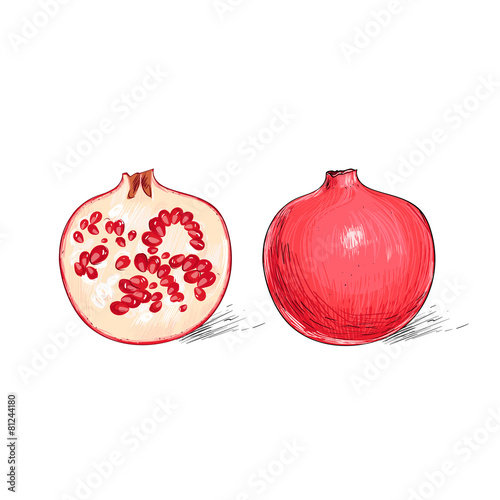garnet fruit pomegranate sketch draw isolated over white