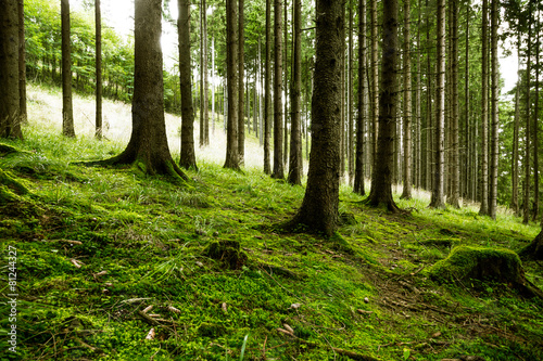 Grüner Waldboden im Wald