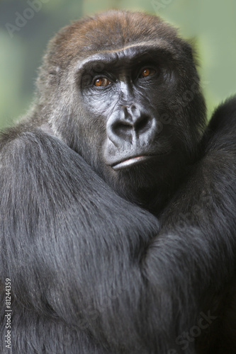 Close up portrait of gorilla ape