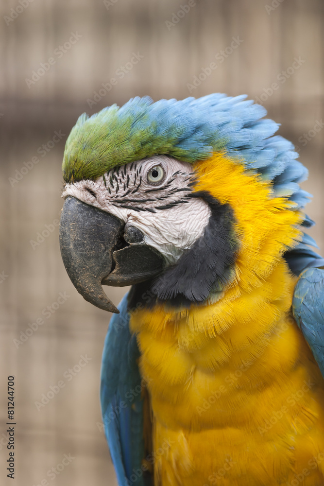 Fototapeta premium ara macaw parrot on its perch