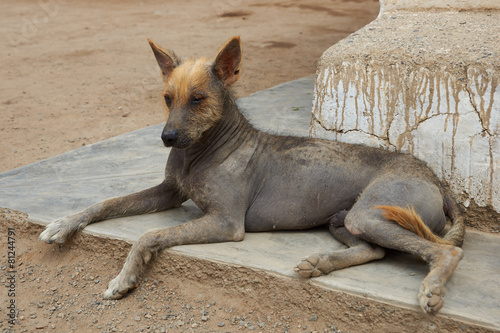 Peruvian Hairless Dog photo