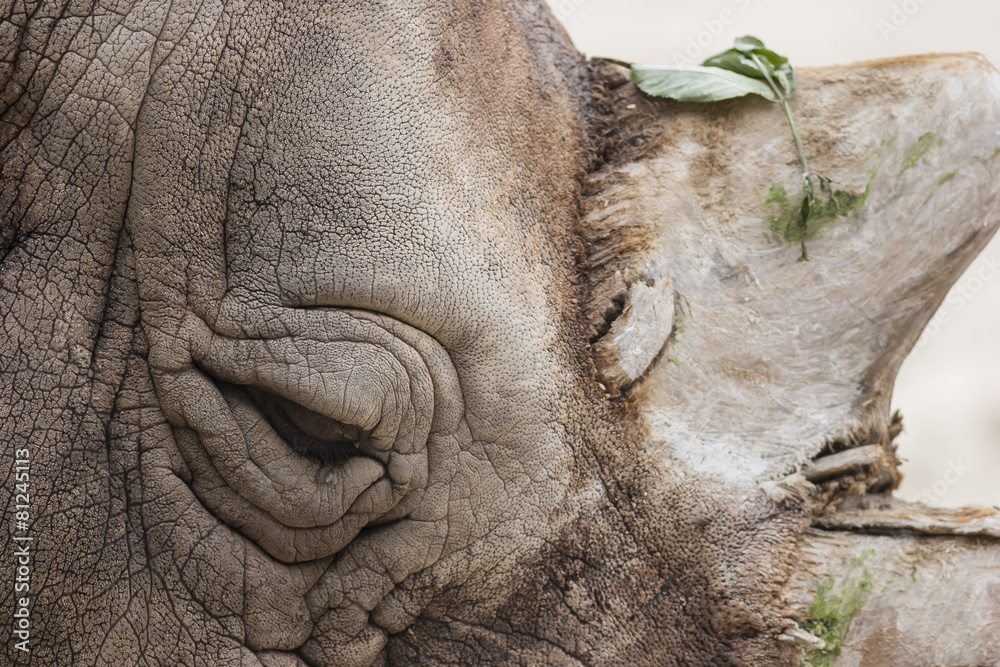 Fototapeta premium rhino at the zoo