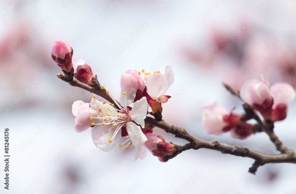 beautiful flowers on a tree in spring beautiful flowers on a tree in spring