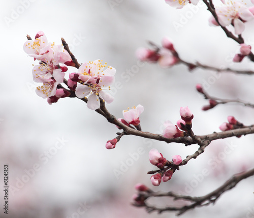 beautiful flowers on a tree in spring