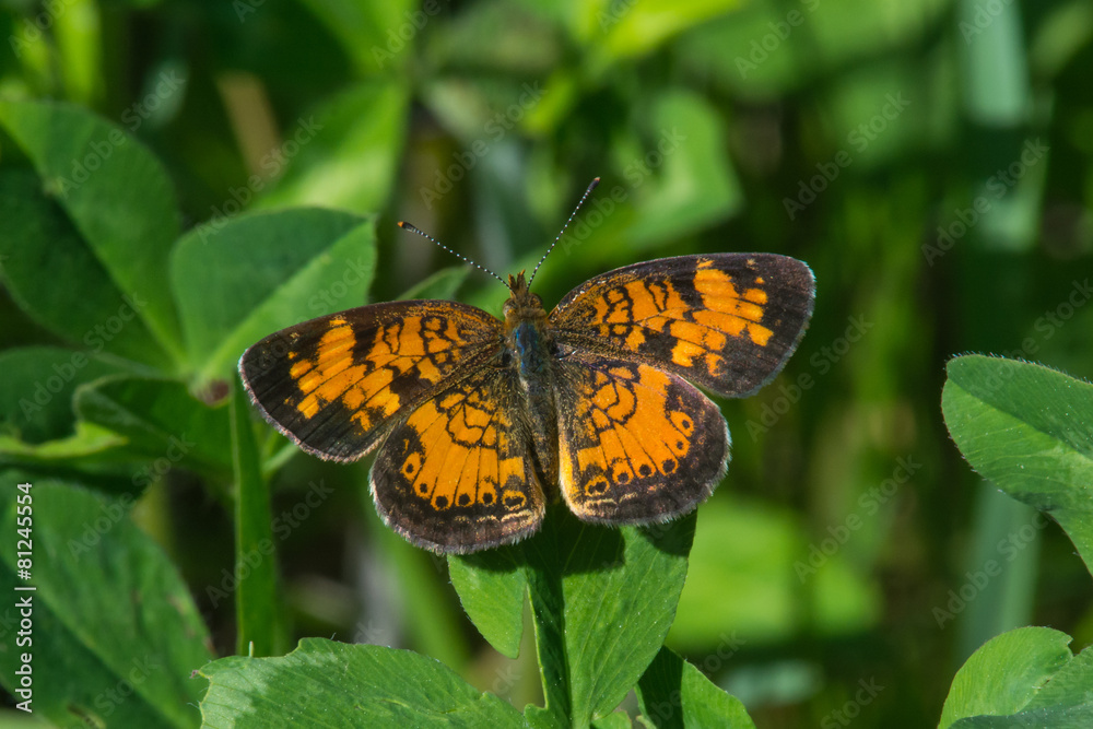 Obraz premium Pearl Crescent