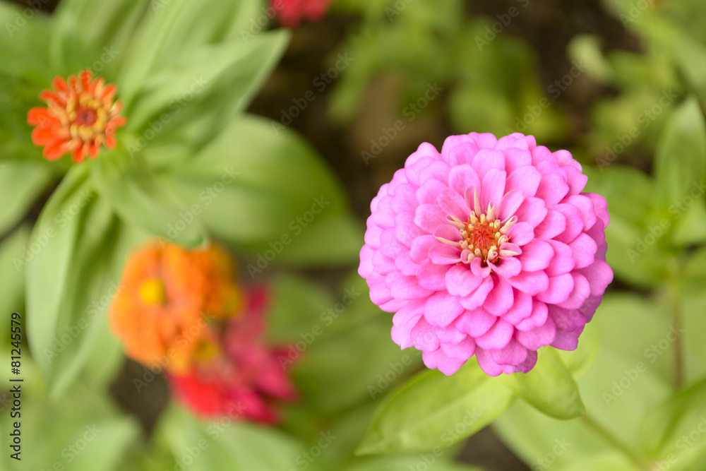 Portulaca Portulaca
