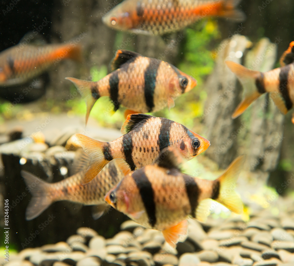 Fototapeta premium fish in an aquarium