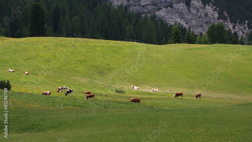 mucche al pascolo a Prato Piazza - Val Pusteria