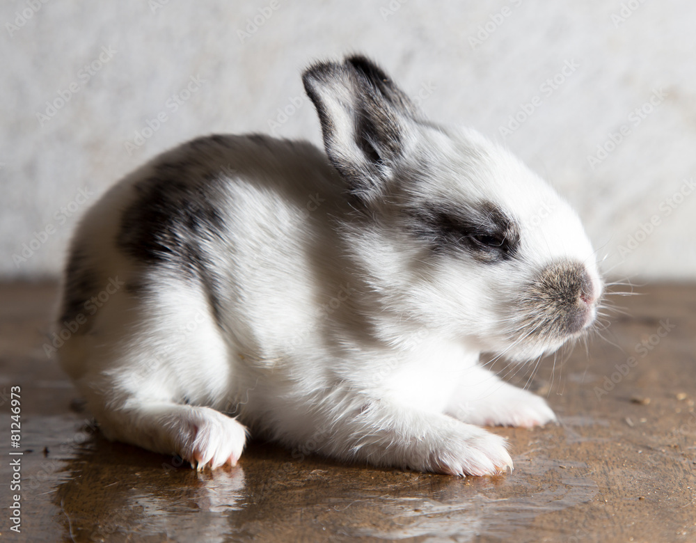 Obraz premium little rabbit