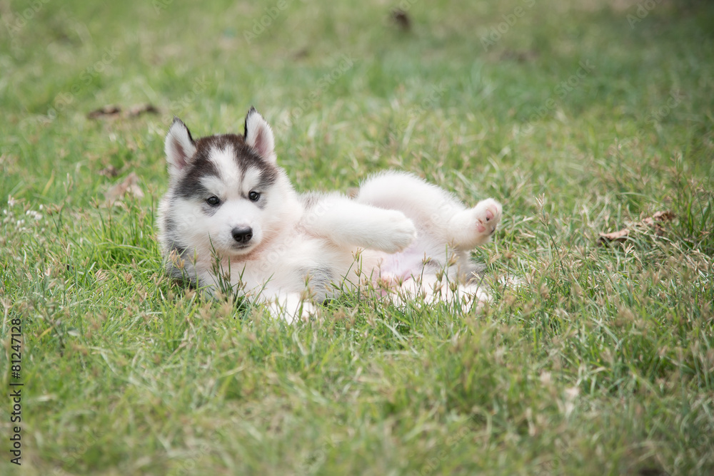 Cute siberian husky puppy laying
