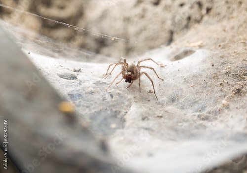 Spider in the basement © schankz