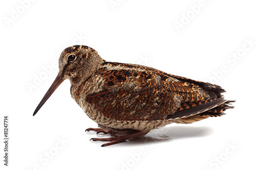 Eurasian Woodcock (Scolopax rusticola) isolated on white