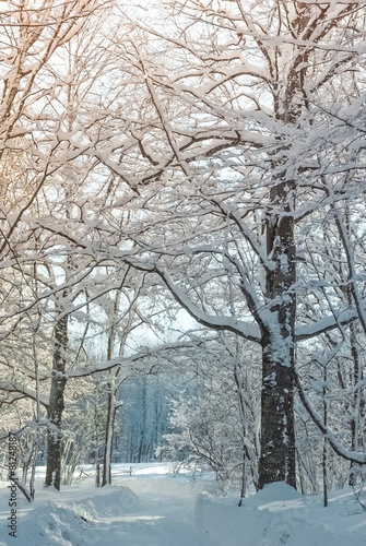 Winter morning in the forest