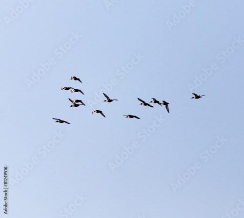 Fotografia flock of birds in the sky