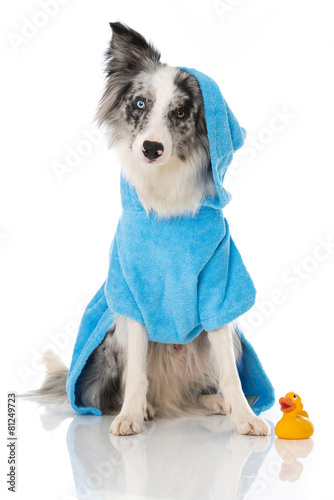 Fototapeta Naklejka Na Ścianę i Meble -  Hund im Bademantel