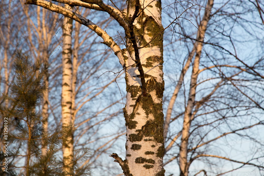 Fototapeta premium birch at sunrise sun