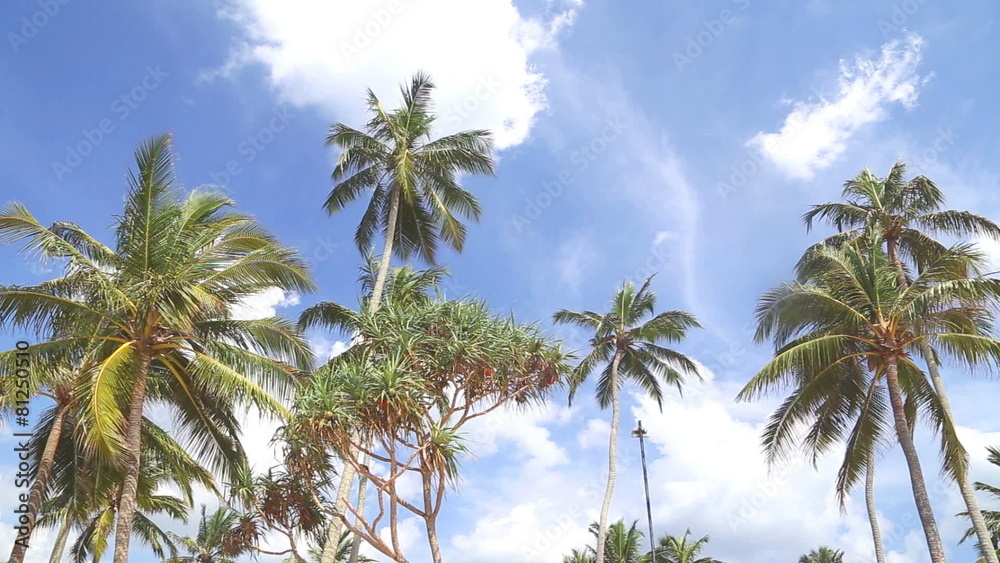 Sky view of palm trees in the light wind and clouds passing by. Sky view of palm trees in the light wind and clouds passing by.