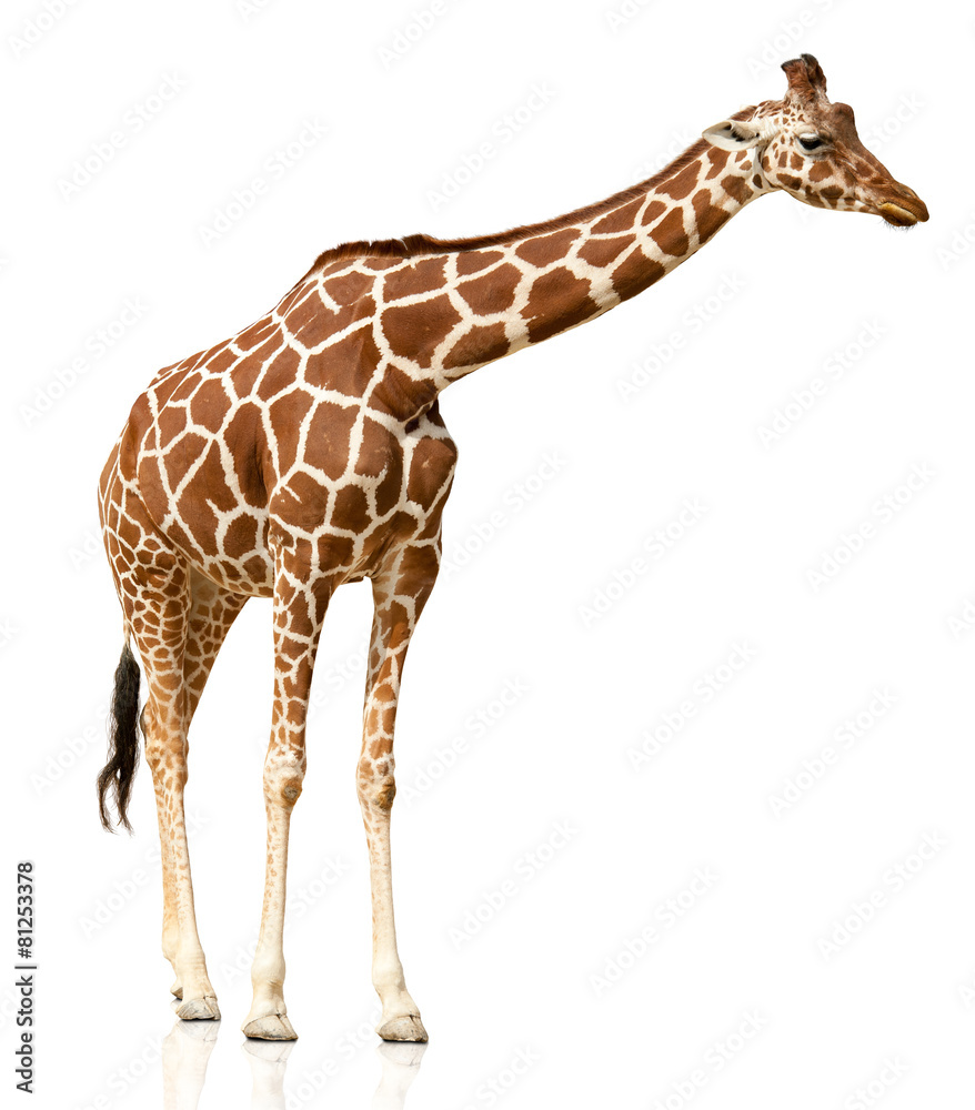 Obraz premium Giraffe isolated on white background