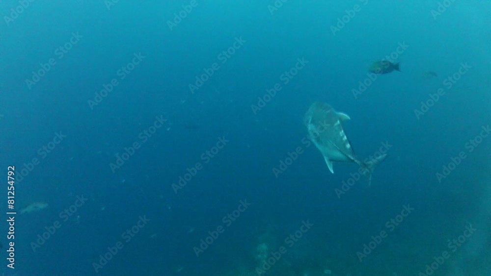 Shoal of jack fish in tulemben in Bali, Indonesia Shoal of jack fish in tulemben in Bali, Indonesia